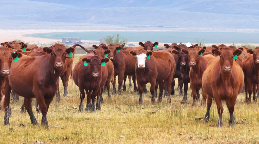 80 Head Of Red Angus & Red Baldy- BH911B5